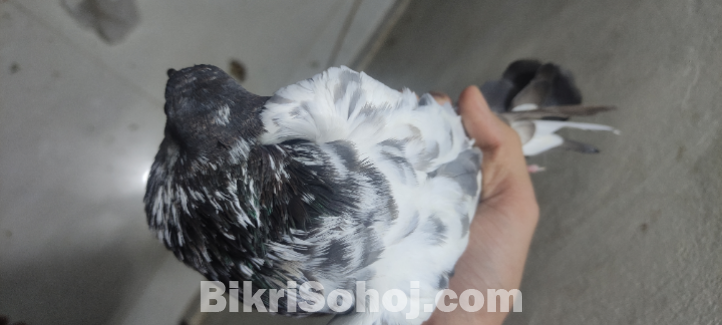 মাদি কবুতর ঠিকানা:উত্তর আগ্রাবাদ চট্টগ্রাম